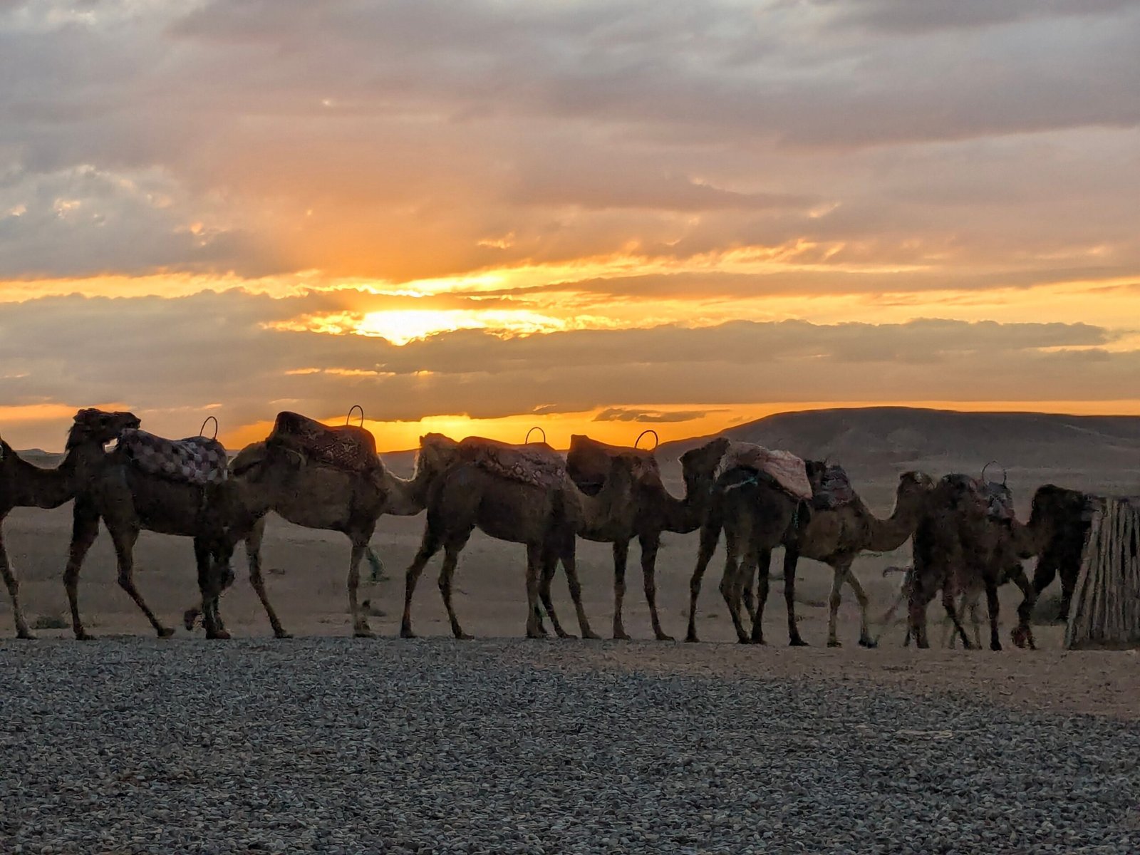 Sunset Camel Safari across Sam Sand Dunes Jaisalmer