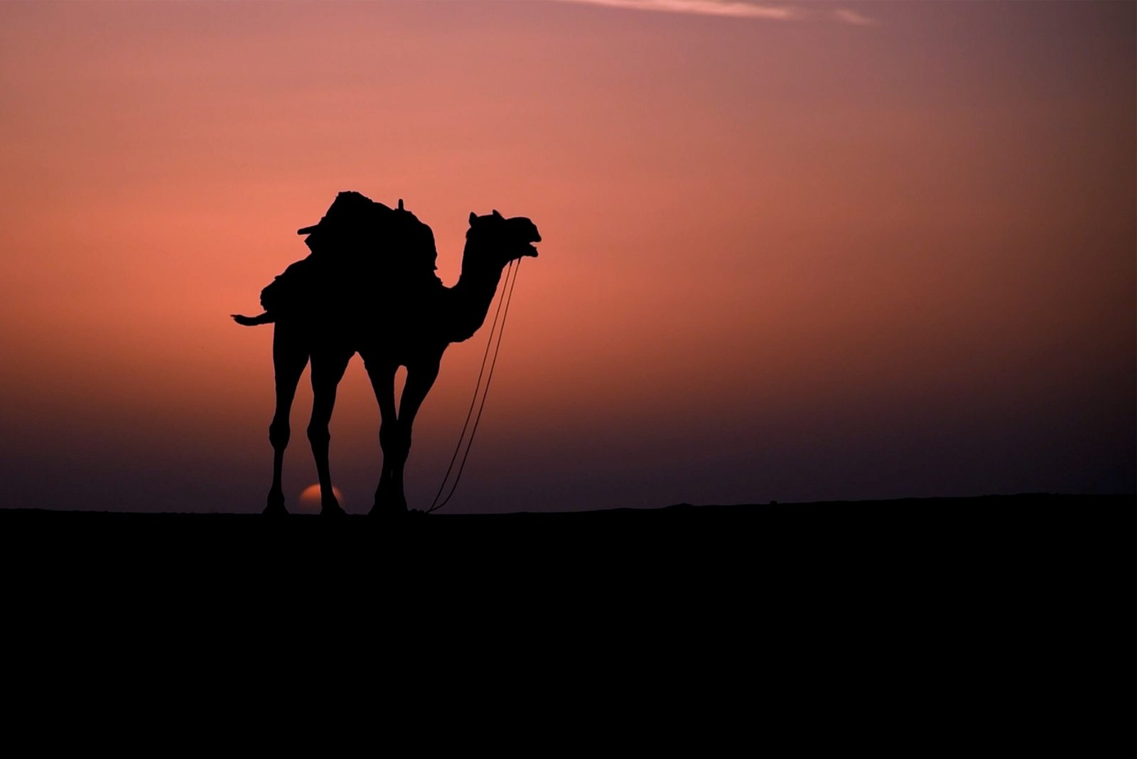 Golden Hour Sunset Camel Safari Trek across Sand Dunes in Jaisalmer