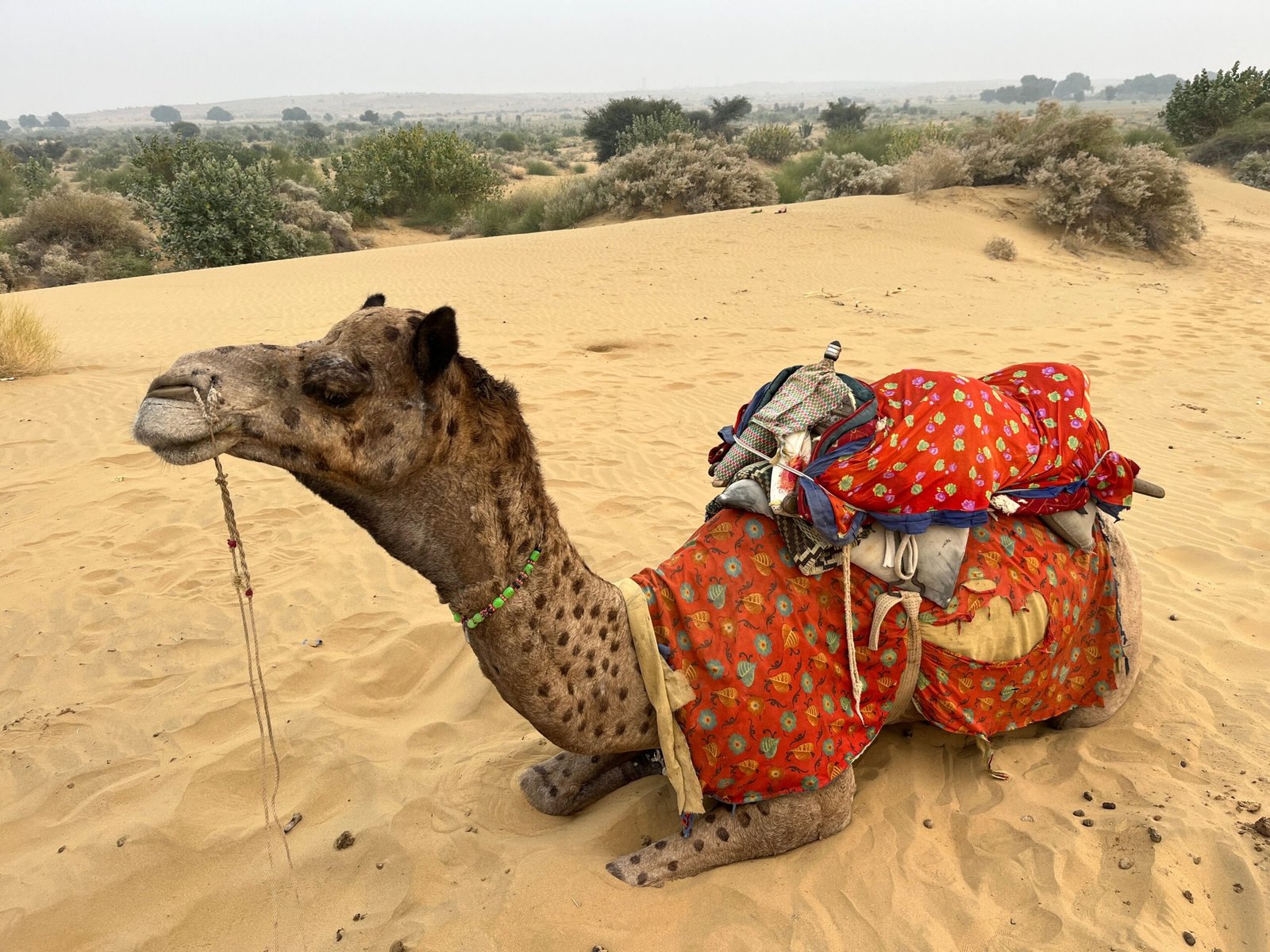 Supported Camel Mounting Staging Deck at Royal Desert Camp Jaisalmer