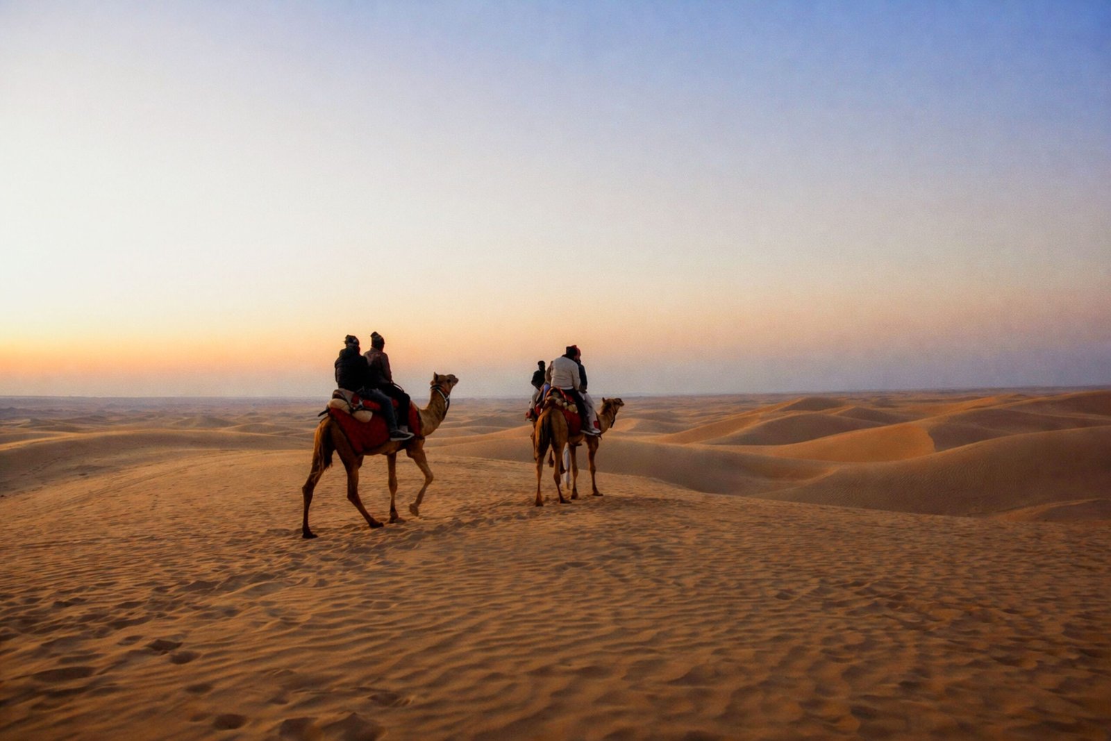 Camel Caravan Moving across Undisturbed Kanoi Sand Dunes Jaisalmer